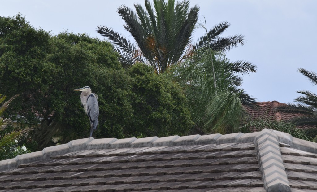 giant grey heron