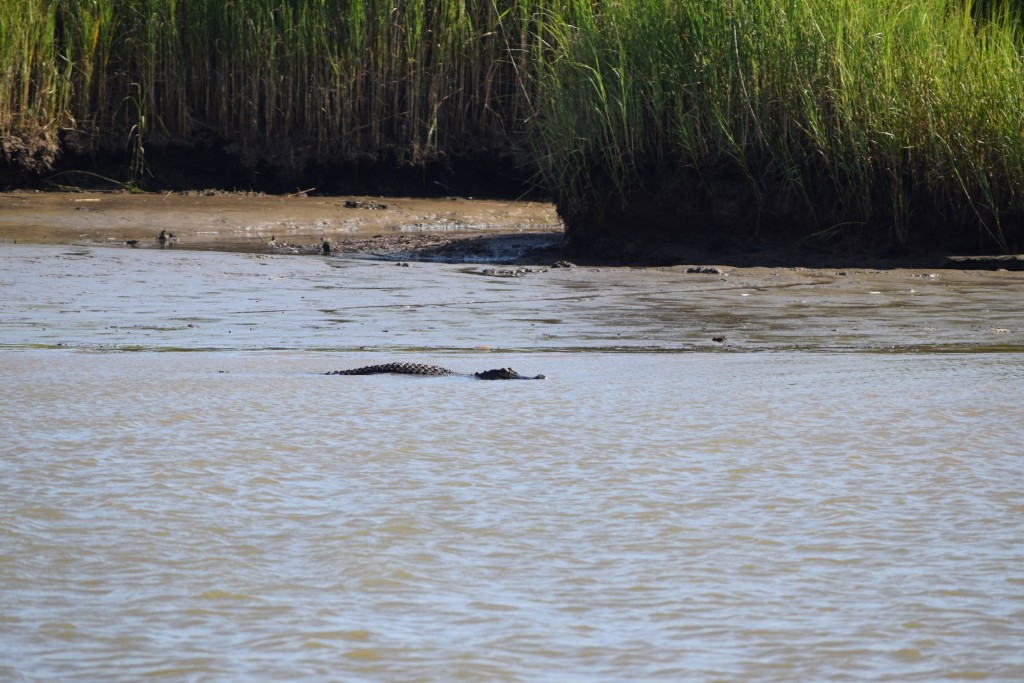 spotted a few alligators on the path