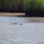 spotted a few alligators on the path