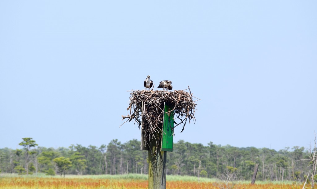 Every turn, Osprey