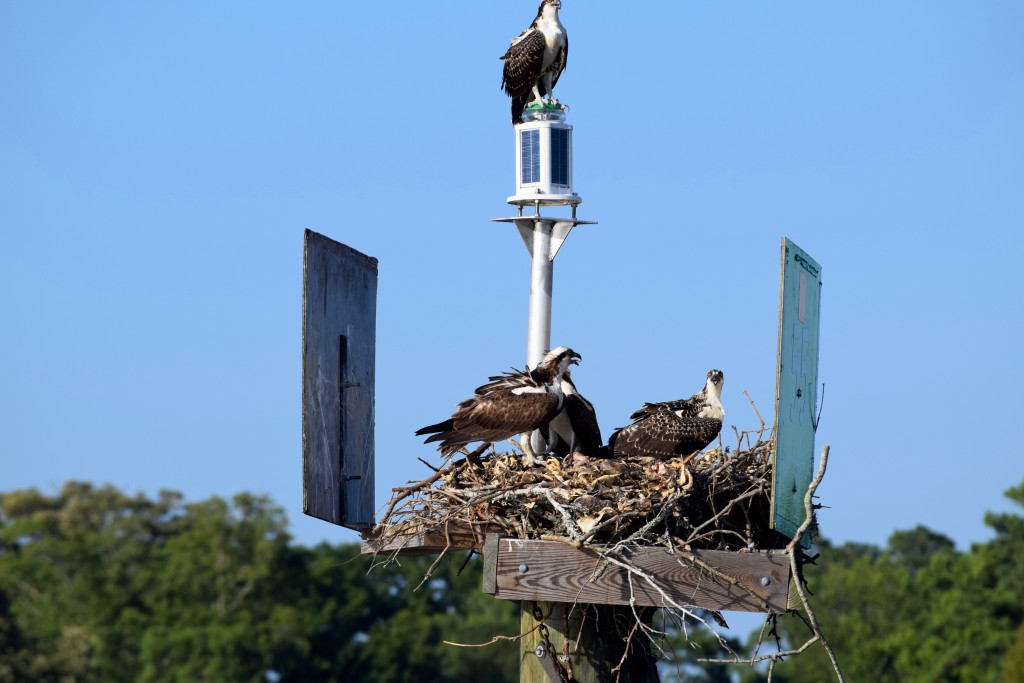 Osprey have a surprisingly meak high-pitched calls