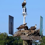 Osprey have a surprisingly meak high-pitched calls