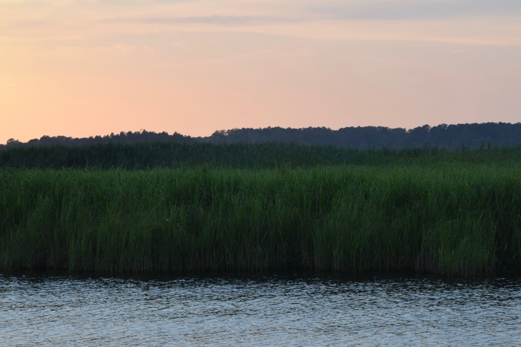 chorus of frogs