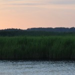 chorus of frogs